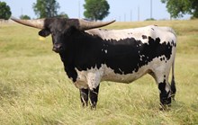 2025 Hidden Assets Heifer
