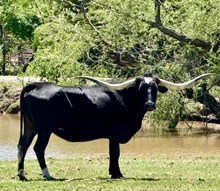 BLACK BETTY