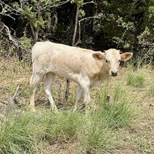 Heifer Calf - Ruby Grande x Silver Gray Boss