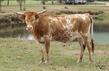 SLL RENEGADE QUEEN