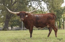 SLL TEXANA'S CAT