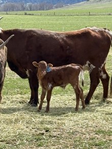 Double Shot X Dusty Rose 26 Bull