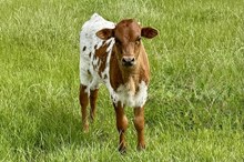 631 HCC Unnamed Bull (Attina)
