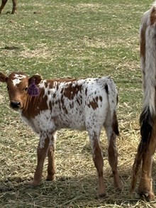 Locked N Loaded X Top Cowgirl 26 Heifer
