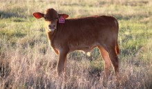 2018 Virtual Jubilee Bull