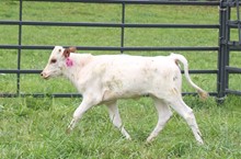 2021 HEIFER (SASSAFRAS)