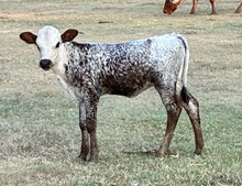 GF DISCO ALPHIE  x ENIGMA WL 2026
