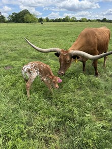 Molly’s 50 cent heifer