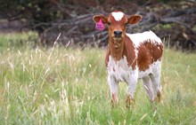 2026 Have Another Bull
