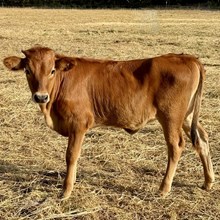 Heifer Calf - Brownsugar x Trigger