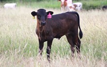 2026 Lucky's Starlight Heifer