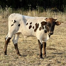 Bull Calf - Rose of Cimarron x Sliver Gray Boss