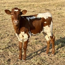 Heifer Calf - PCC Fascinate x Ruly Rebel (2026)