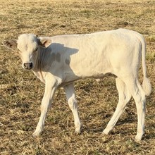 Heifer Calf - Seminole Cheye x Silver Gray Boss