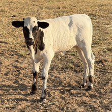 Heifer Calf - Roulette Red 19 x Silver Gray Boss