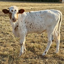 Heifer Calf - Candywine x Trigger Marshal