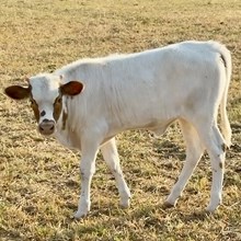 Heifer Calf - Seminole Victory x Trigger Marshal