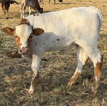 Bull Calf - Hanaazarias Iron x Trigger Marshal