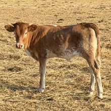 Heifer Calf - Cisca M x The Flying Ace (2026)