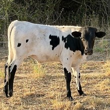 Bull Calf - Wyatt Earps Woman x Silver Gray Boss