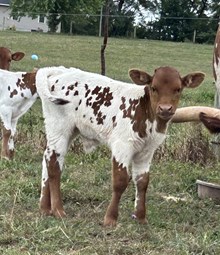 Mystic Bull Calf