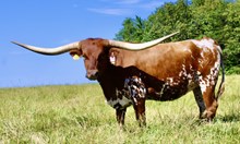 BCR True Country Girl 120