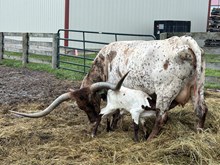 Rim rock x Minnie pearl bull