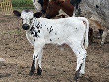 Athena bull