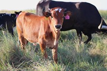 2026 Shoot to Thrill Heifer