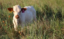 2026 Rose Rockette Heifer