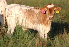 2026 Dilly Dilly Bull