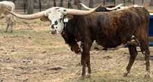 HBR Winnie the Moo