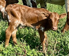 Cajun Spice Bull B 2025