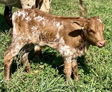 Cajun Spice Bull A 2025