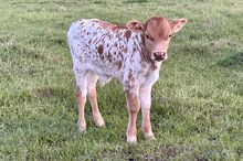 642 KCM Unnamed Bull (Encore)