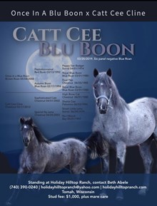 CATT CEE BLU BOON