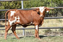TCC DANI X WT KID ROCK TAG 972