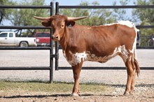 TLS BWANA'S PETUNIA X BR JUNGLE JIM - TAG 539