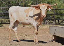 BL DAZZLE X PCC MIDAS TOUCH TAG, 3370