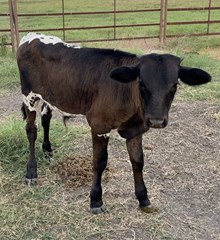 DON x Moonlight bull calf