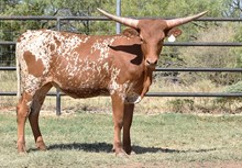 HR REBEL BANG x BR CRACKER JACK  - TAG 3115