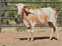 MN REBEL ZOEY x PCC MIDAS TOUCH  - TAG 2876