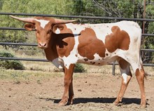 SHAM ROCK MY WORLD X HL HEADS UP - 2361