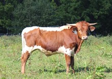 2020 Bull (Casanova Lass)