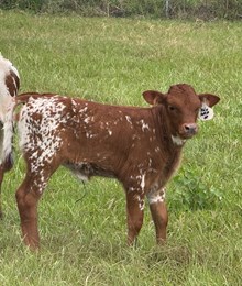 SR Rio's Sofia Heifer 2026