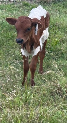 California SKY Heifer 2026