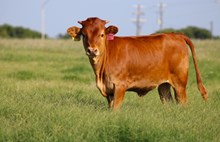 2026 Radio Flyer Heifer