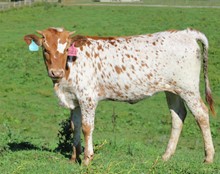 2021 HEIFER (CINNAMON OREO)