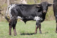 FINE FOREVER 2025 BULL