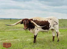 CC EL CHARRO